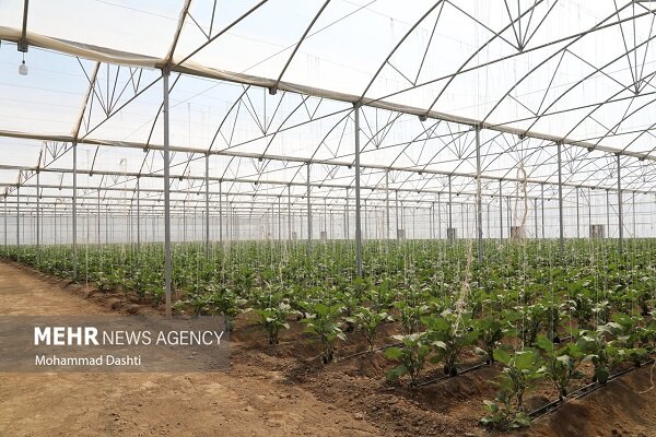 توسعه گلخانهای در تهران