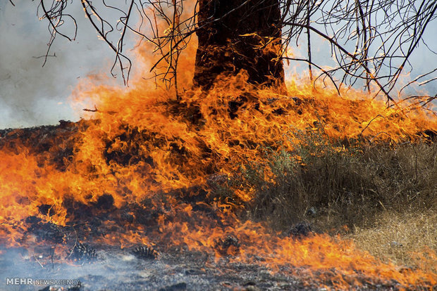 جنگل‌های بندپی شرقی بابل