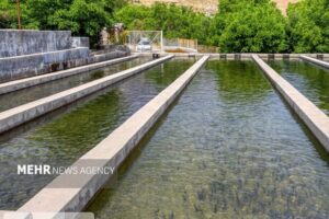 ایران کمتر از یک درصد از سهم تولید جهانی صنعت آبزی‌پروری را دارد