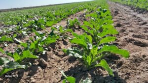 کاهش بارندگی، زنگ خطر برای کشاورزی در گلستان