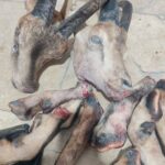 شکارچیان متخلف در دنا به دام افتادند؛ لاشه کل و بز کشف شد