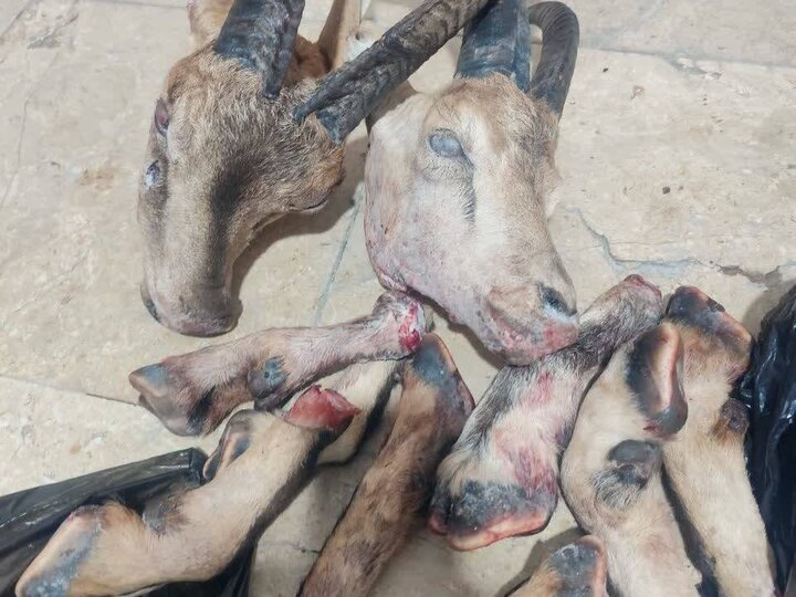 شکارچیان متخلف در دنا به دام افتادند؛ لاشه کل و بز کشف شد